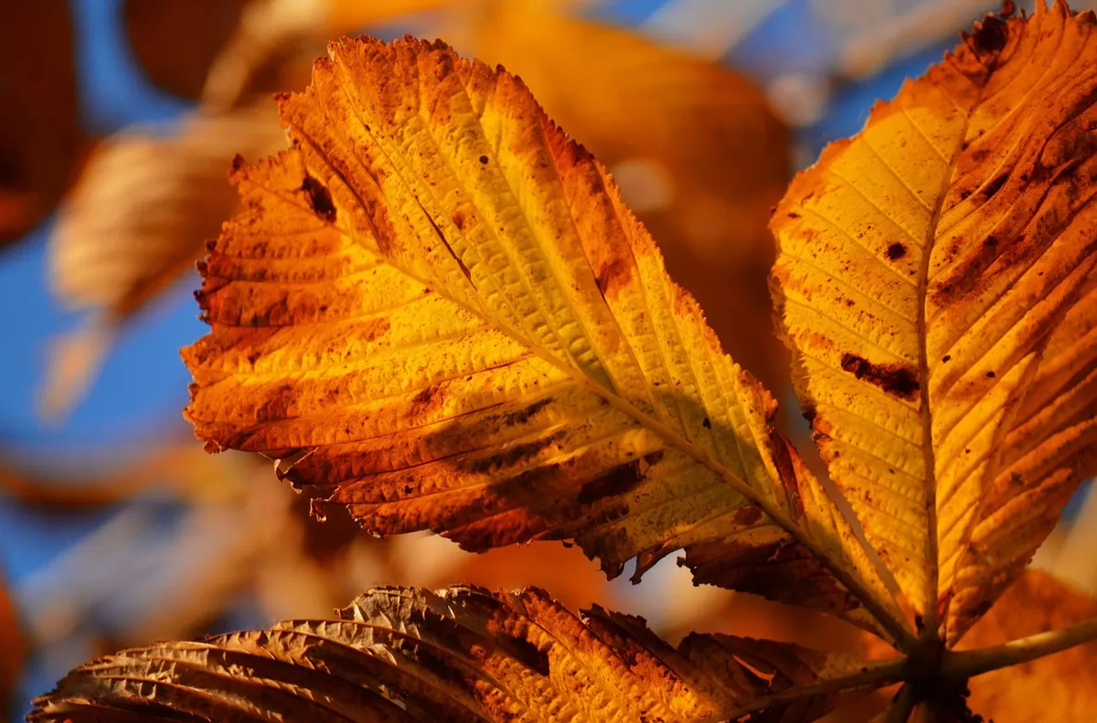 Autumn Journaling: How to Capture the UK Season in Words